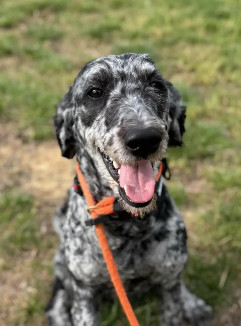 A young medium-sized female Merle (Blue) Goldendoodle dog named Cookie Dough for adoption in Manassas, VA
