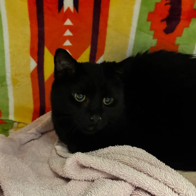 An adult medium-sized female Black Domestic Short Hair cat named Samantha for adoption in Council Bluffs, IA