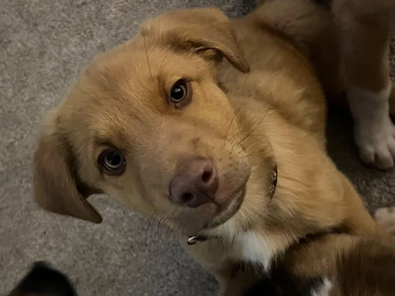 A baby medium-sized male Yellow / Tan / Blond / Fawn Mixed Breed dog named Rocky for adoption in Chino valley, AZ