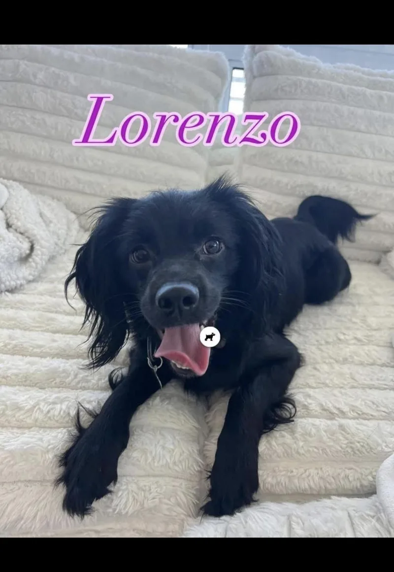 Lorenzo  The Sweetest thumbnail 2