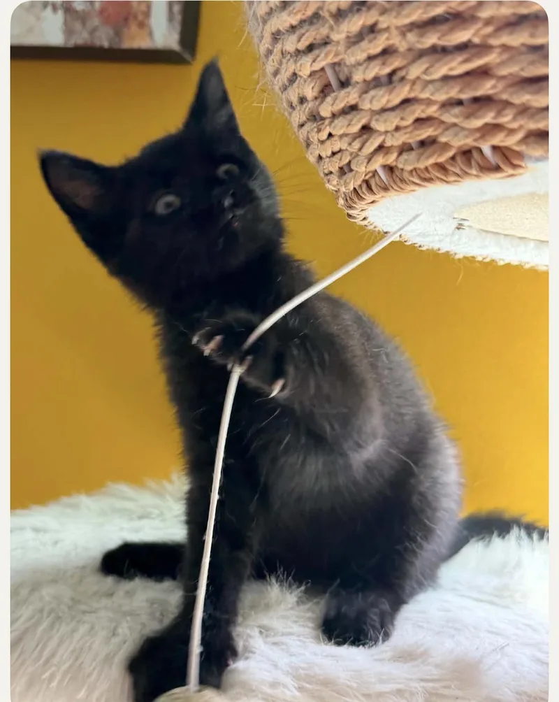 A baby medium-sized male Domestic Short Hair cat named Tinker for adoption in Charlotte, NC