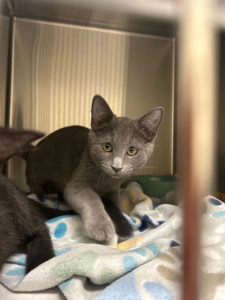 A baby small-sized female Domestic Short Hair cat named 2026-05-218 for adoption in Winder, GA