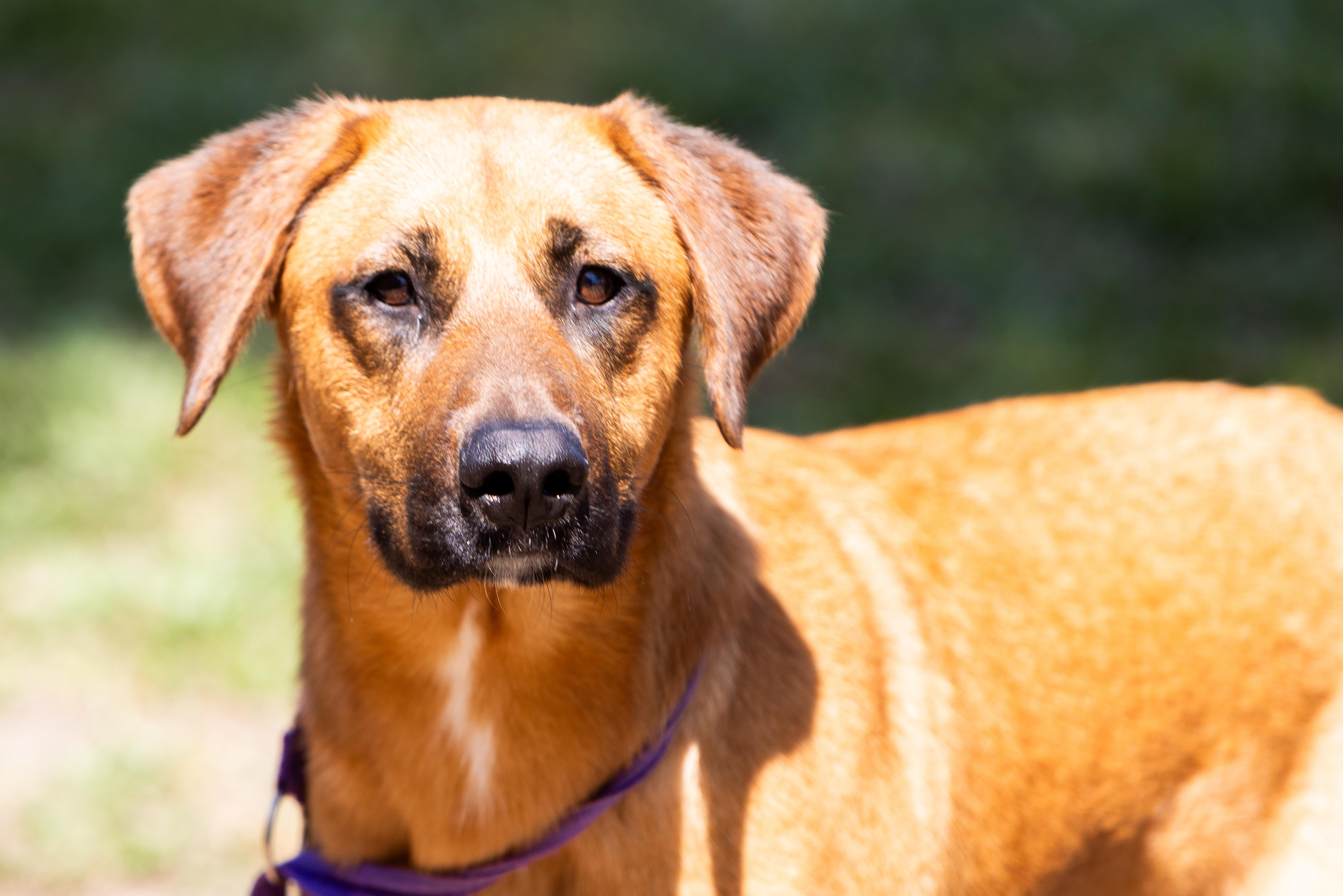 A young large-sized female Black Shepherd dog named Spark for adoption in Tomball, TX