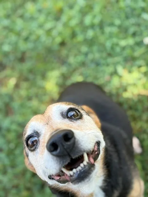 A senior small-sized female Tricolor (Brown, Black, & White) Australian Cattle Dog / Blue Heeler dog named Doris for adoption in Fayetteville, AR