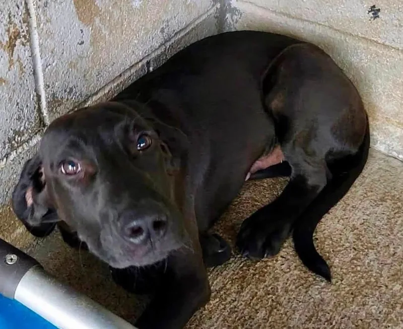 A young medium-sized male Black Labrador Retriever dog named Raven for adoption in Middletown, CT