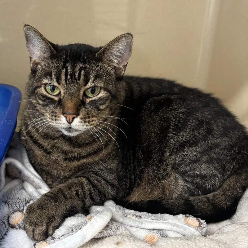 A senior large-sized female Tabby (Gray / Blue / Silver) Domestic Short Hair cat named Molly for adoption in Evanston, IL