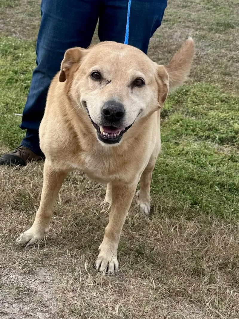 An adult large-sized female Yellow Labrador Retriever dog named Molly for adoption in Edna, TX