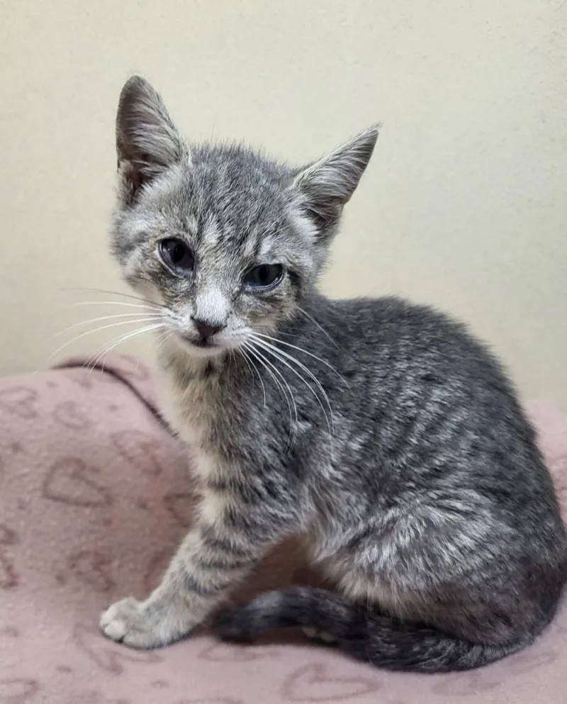 A baby small-sized female Domestic Short Hair cat named Pip for adoption in Washington Court House, OH