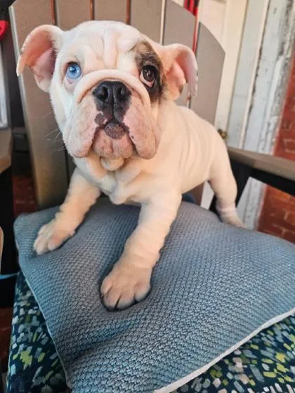 A baby medium-sized female English Bulldog dog named Mildred for adoption in Malvern, PA