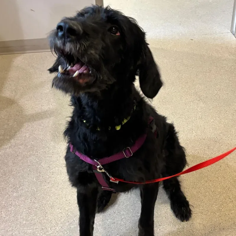 An adult large-sized male Black Giant Schnauzer dog named Walter Morrison for adoption in Murray, UT