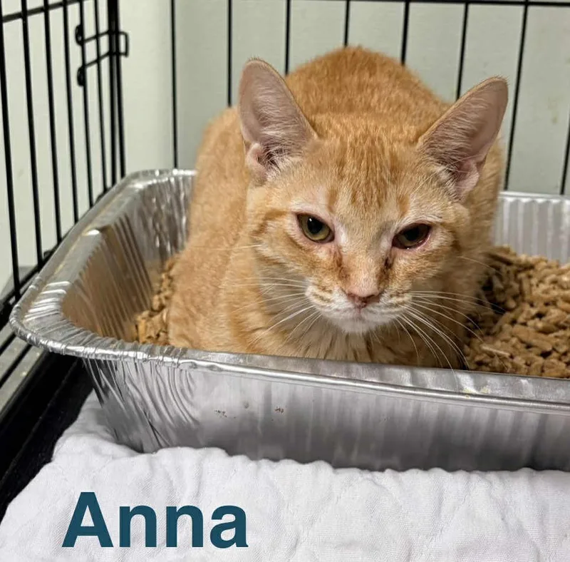 Anna thumbnail 4