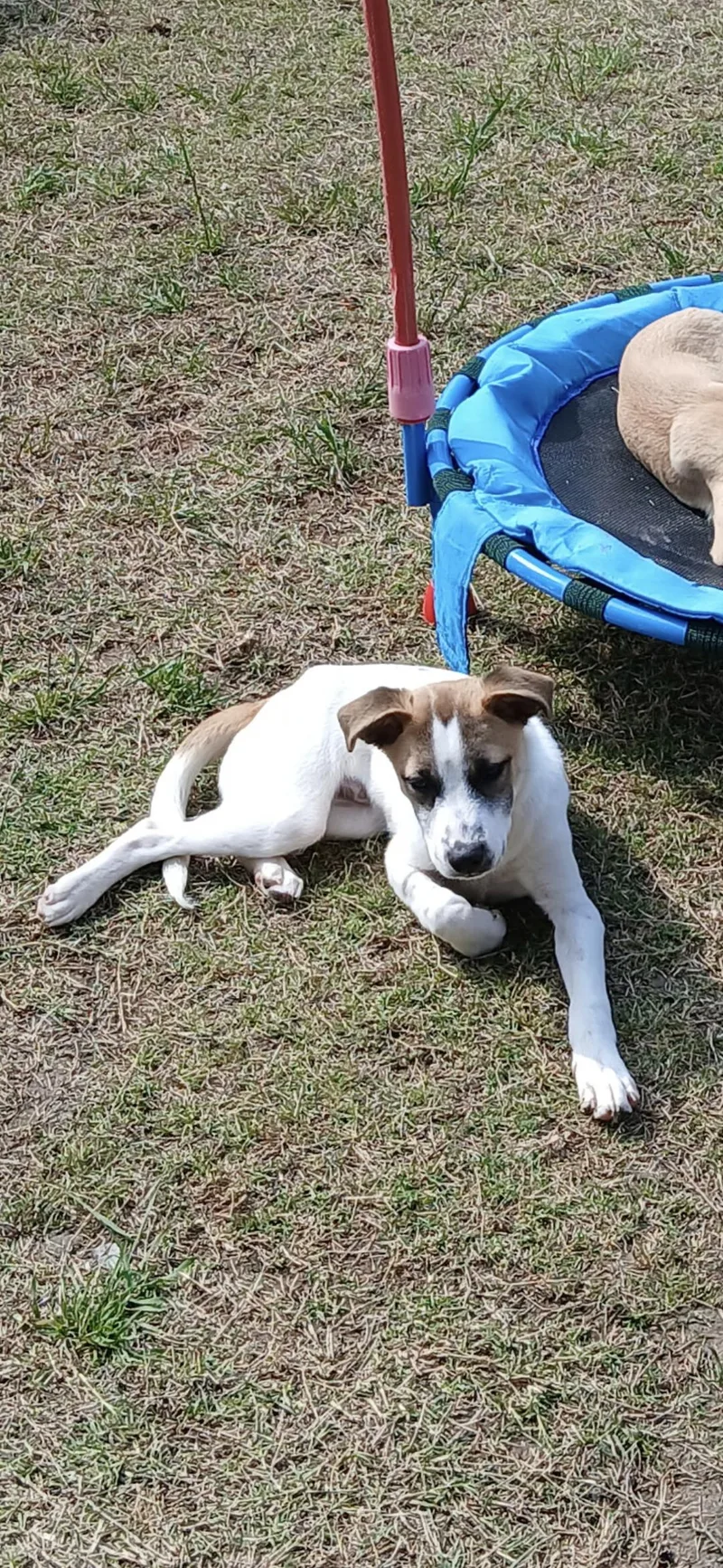A baby small-sized male Australian Cattle Dog / Blue Heeler dog named Dorsett for adoption in Plano, TX