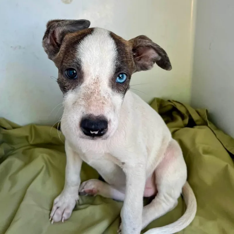 A baby medium-sized female Hound dog named Nova for adoption in Minneapolis, MN