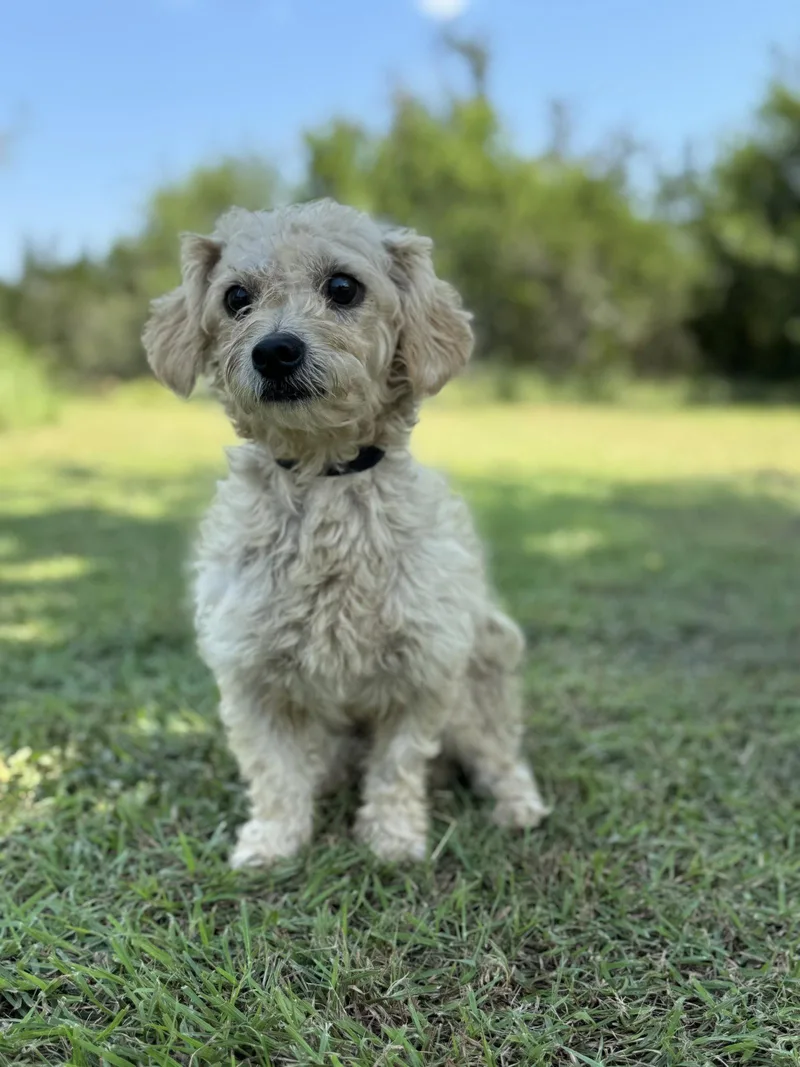An adult small-sized male Terrier dog named Ethan for adoption in Helotes, TX