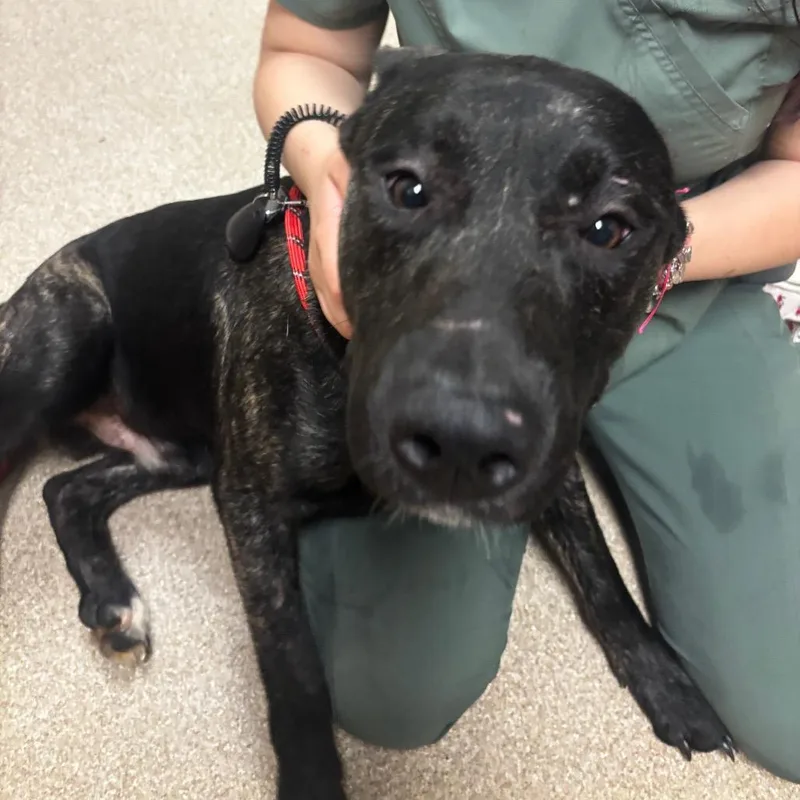 A young medium-sized male Black Pit Bull Terrier dog named The Brain for adoption in Bristol, IN