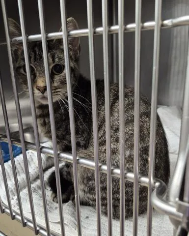 A young medium-sized female Domestic Short Hair cat named Yvonne for adoption in Decatur, IL