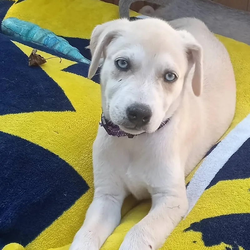 A baby small-sized female Yellow / Tan / Blond / Fawn Mixed Breed dog named Rhaenyra for adoption in West Olive, MI
