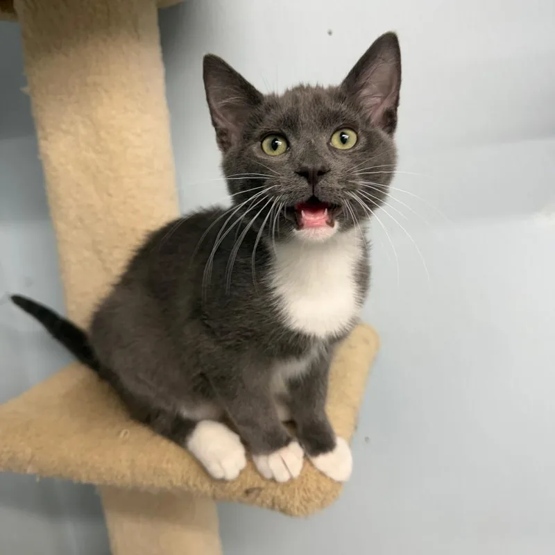 A baby small-sized female Gray / Blue / Silver Domestic Short Hair cat named Isla for adoption in Pontiac, IL