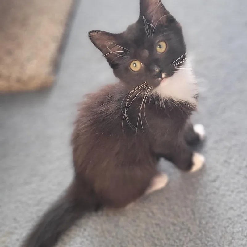 A baby small-sized male Black Domestic Medium Hair cat named Luna for adoption in Aldie, VA