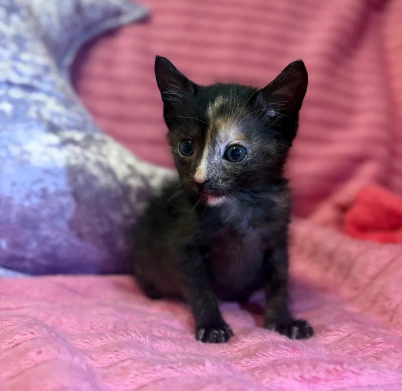 A baby small-sized female Domestic Short Hair cat named Abby Lee for adoption in Corpus Christi, TX