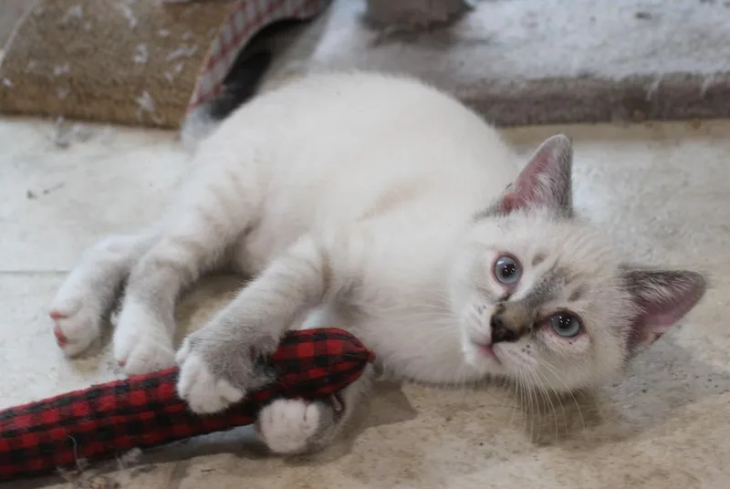 A baby medium-sized male Domestic Short Hair cat named Poppy for adoption in Minneapolis, MN