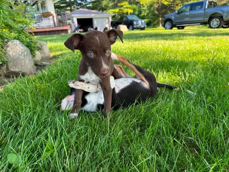A baby medium-sized female Mixed Breed dog named Brownie for adoption in Bristol, WI