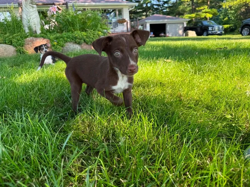 Brownie thumbnail 2