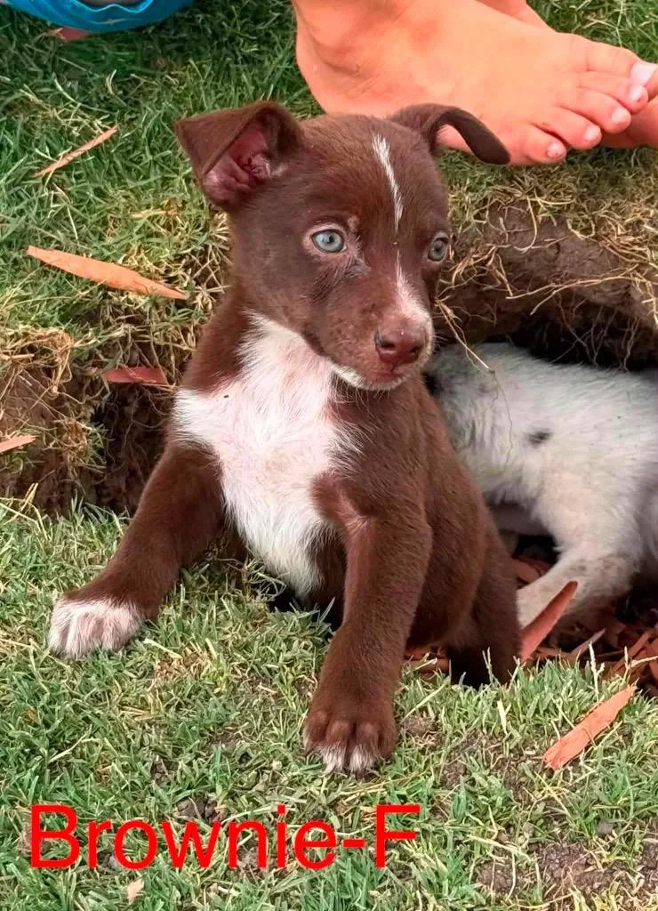 Brownie thumbnail 3