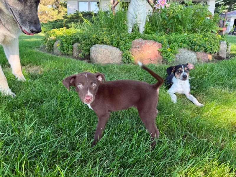 Brownie thumbnail 4