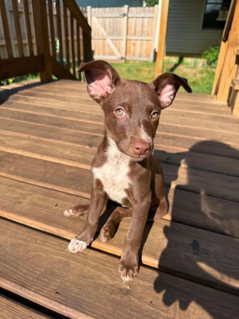 Brownie thumbnail 5