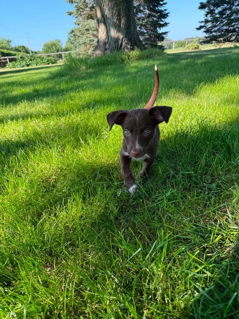 Brownie thumbnail 6
