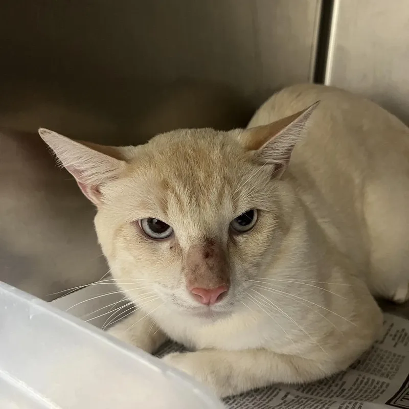 An adult large-sized male Cream / Ivory Domestic Short Hair cat named Tuna for adoption in Lufkin, TX