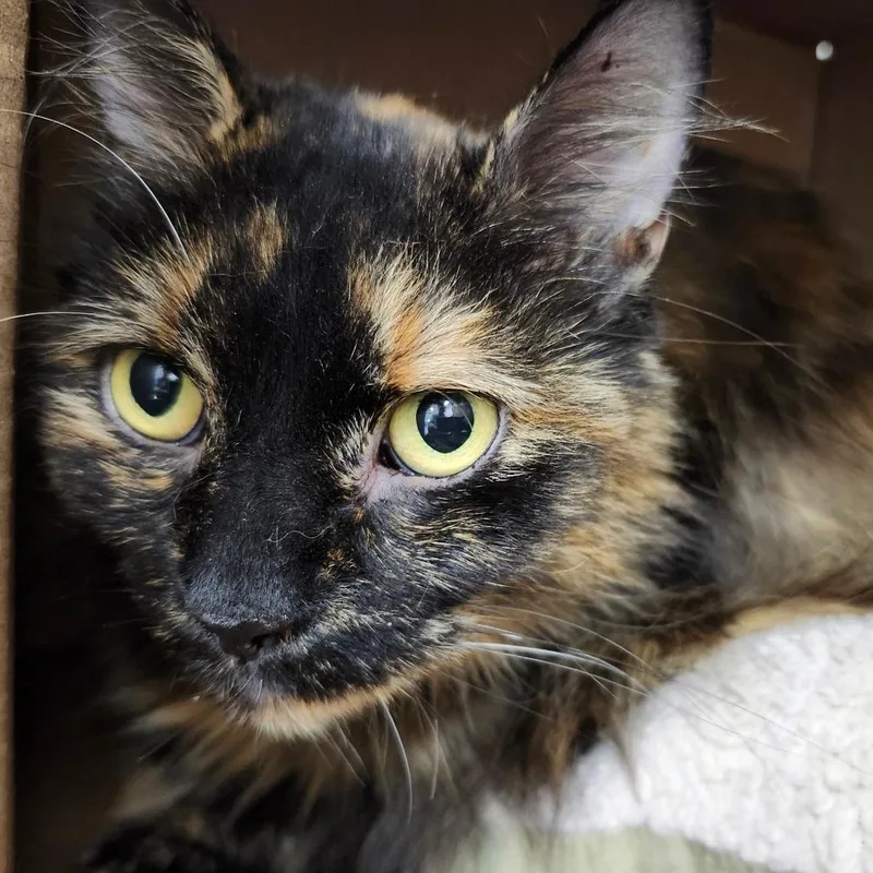 An adult medium-sized female Black Domestic Long Hair cat named Pumpkin for adoption in Ballston Spa, NY