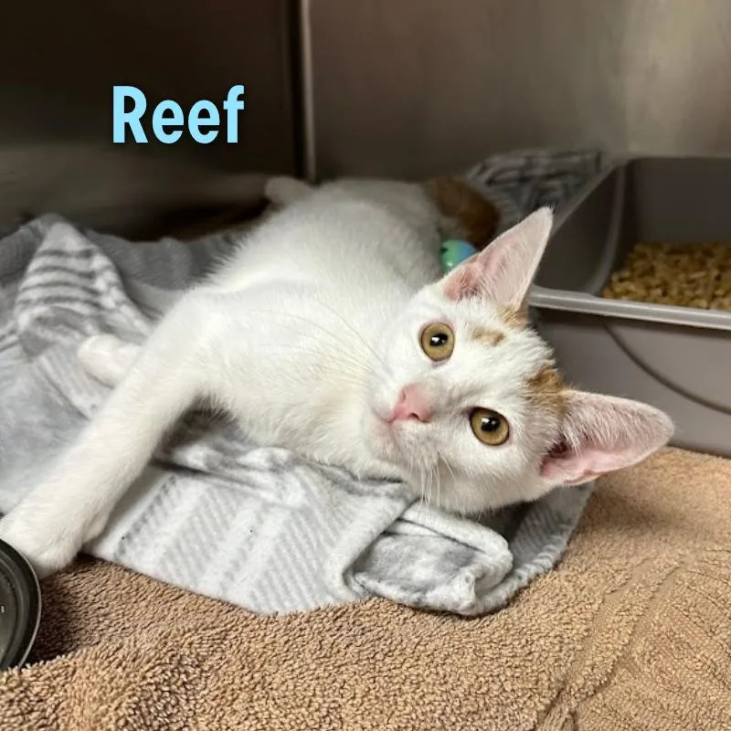 Reef