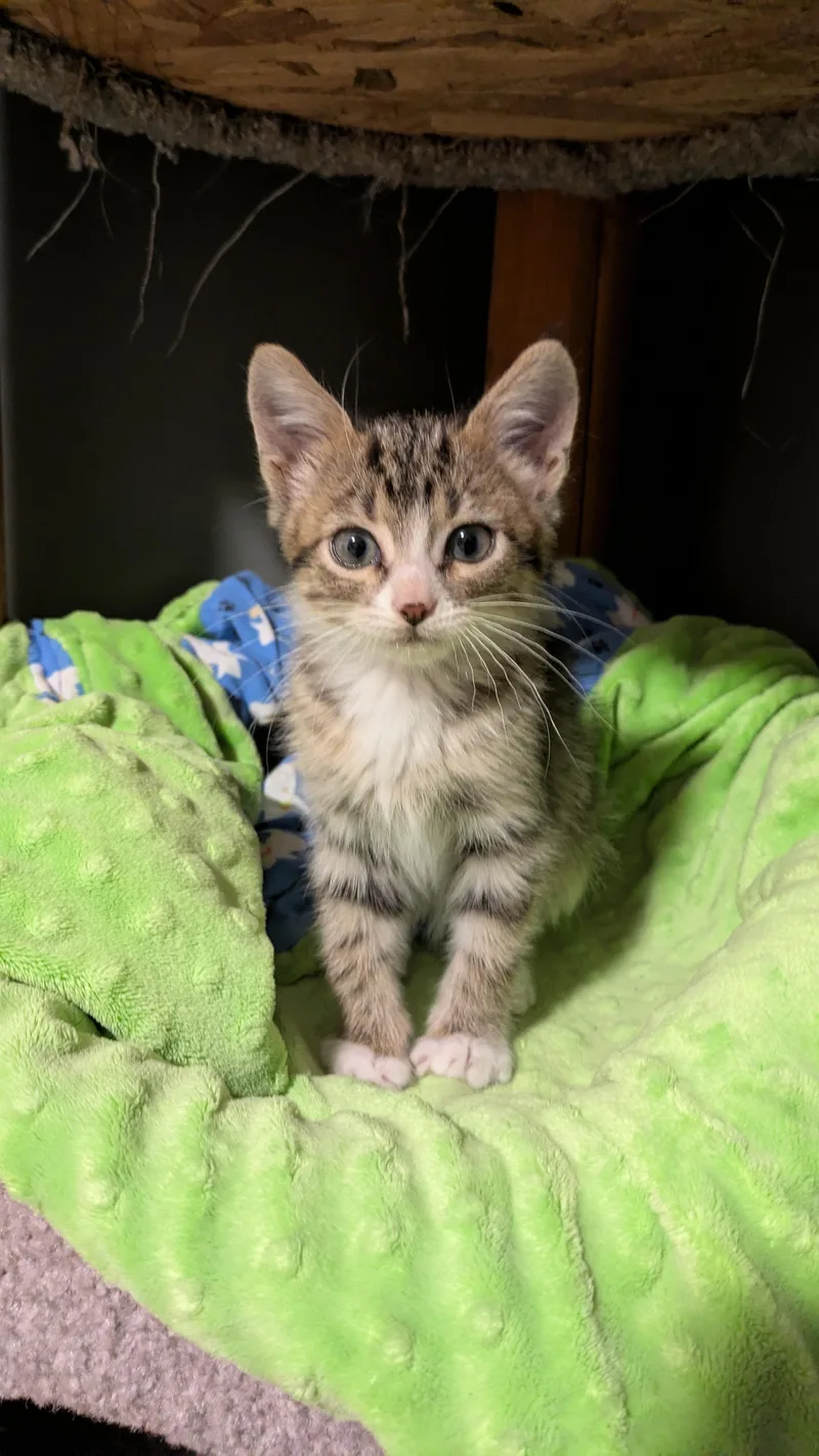 A baby small-sized male Domestic Short Hair cat named Cosmo for adoption in Fruit Heights, UT