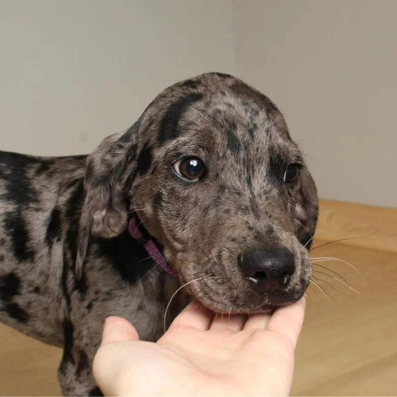 A baby medium-sized male Gray / Blue / Silver Catahoula Leopard Dog dog named Speckles D for adoption in Minnetonka, MN