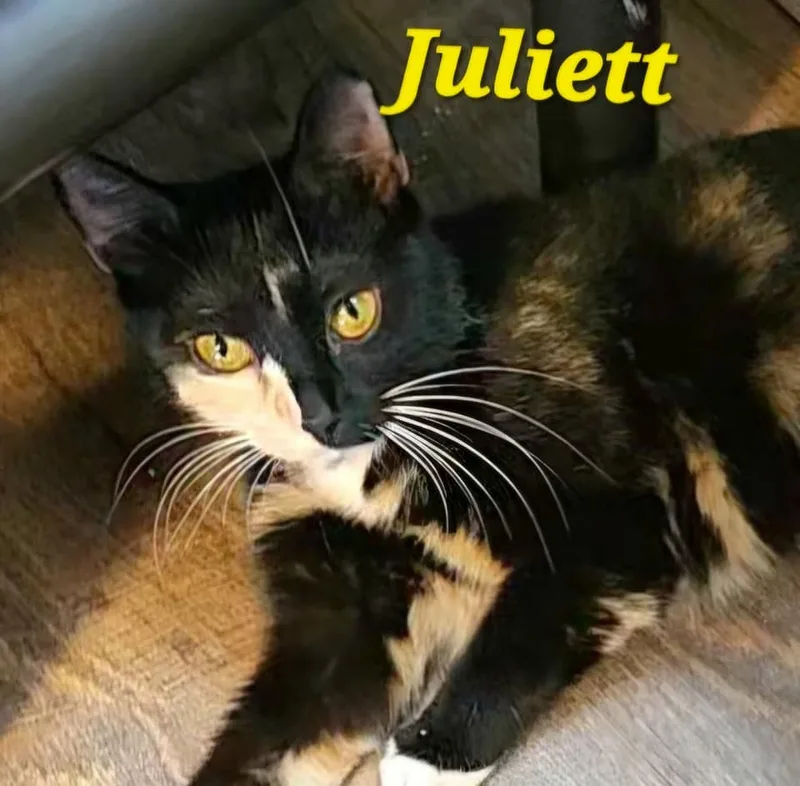 Juliett thumbnail 2