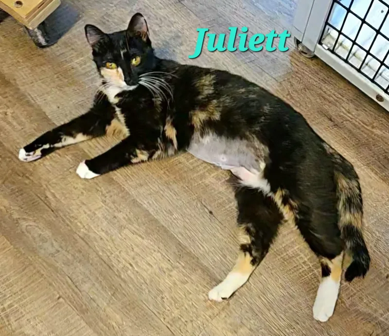 Juliett thumbnail 3