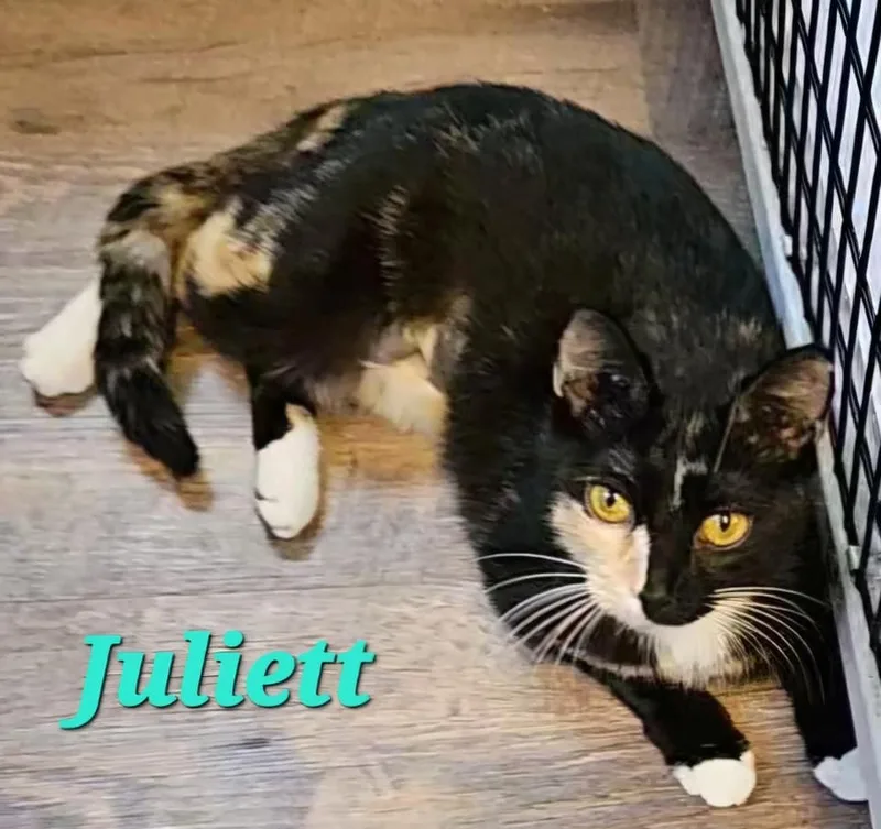 Juliett thumbnail 4