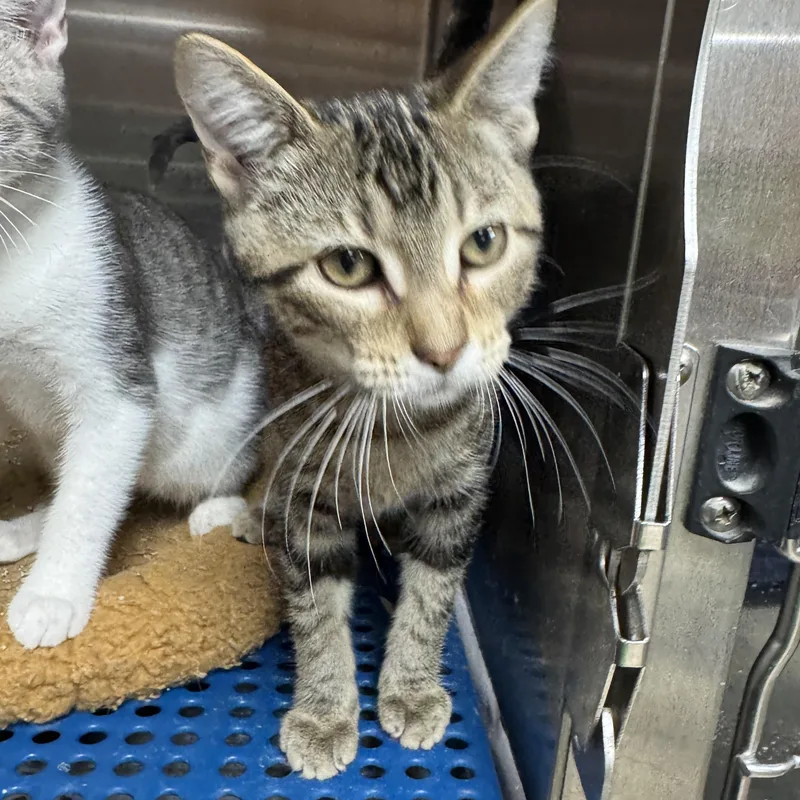 A young medium-sized female Domestic Short Hair cat named Pink for adoption in Breese, IL