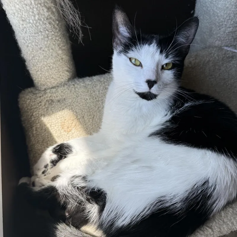 Luna thumbnail 4