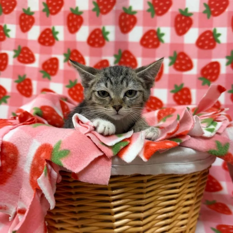 A baby small-sized female Calico Domestic Short Hair cat named Cinnamoroll for adoption in Deerfield, IL