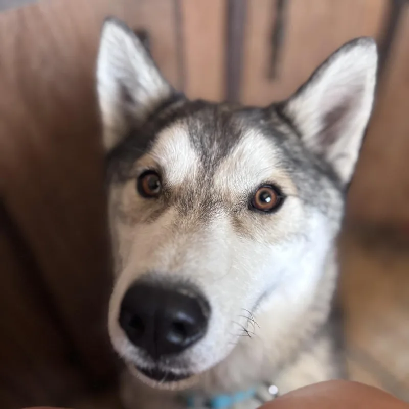 An adult small-sized male White / Cream Siberian Husky dog named Otto for adoption in Stagecoach, NV