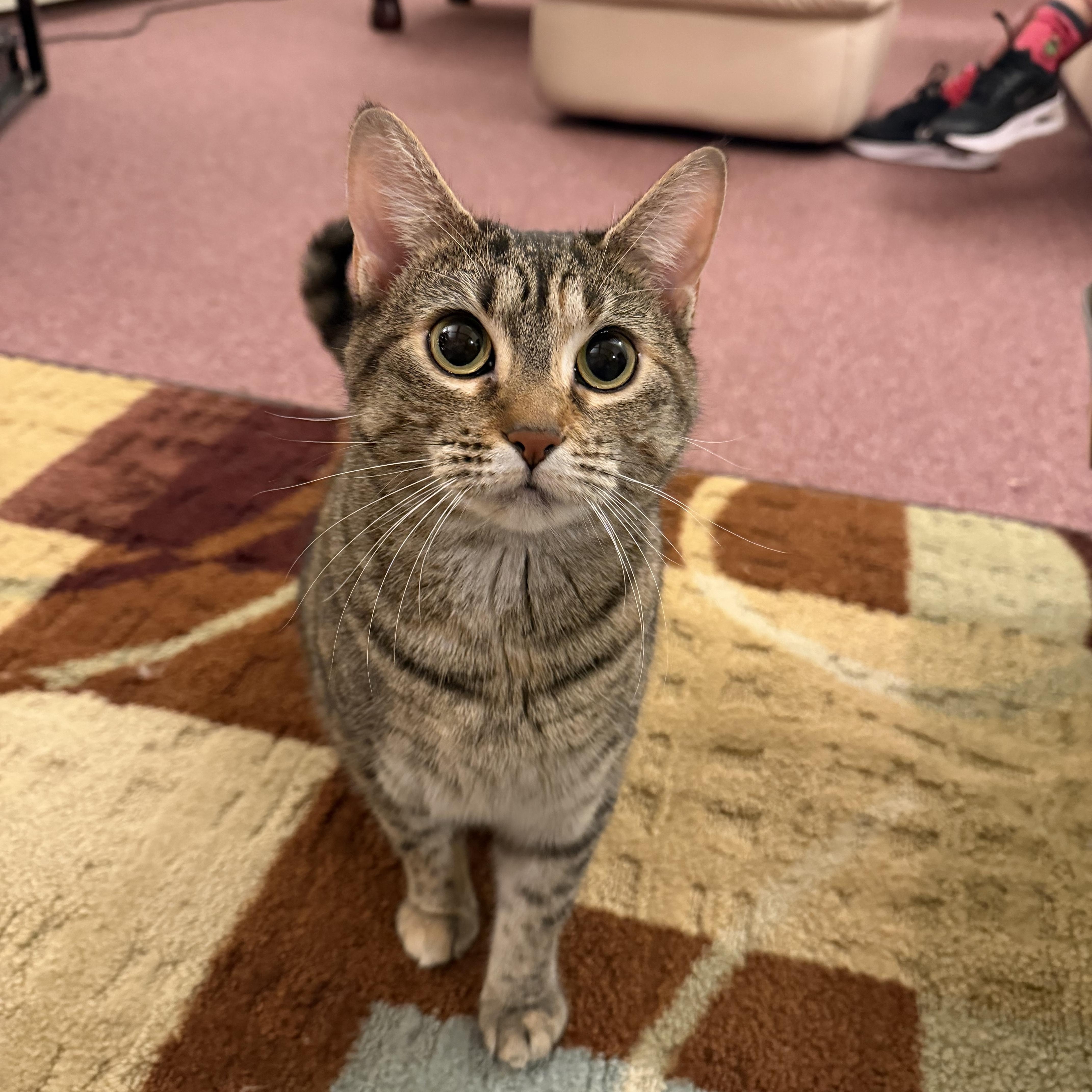 Sorbet & Cannoli thumbnail 2