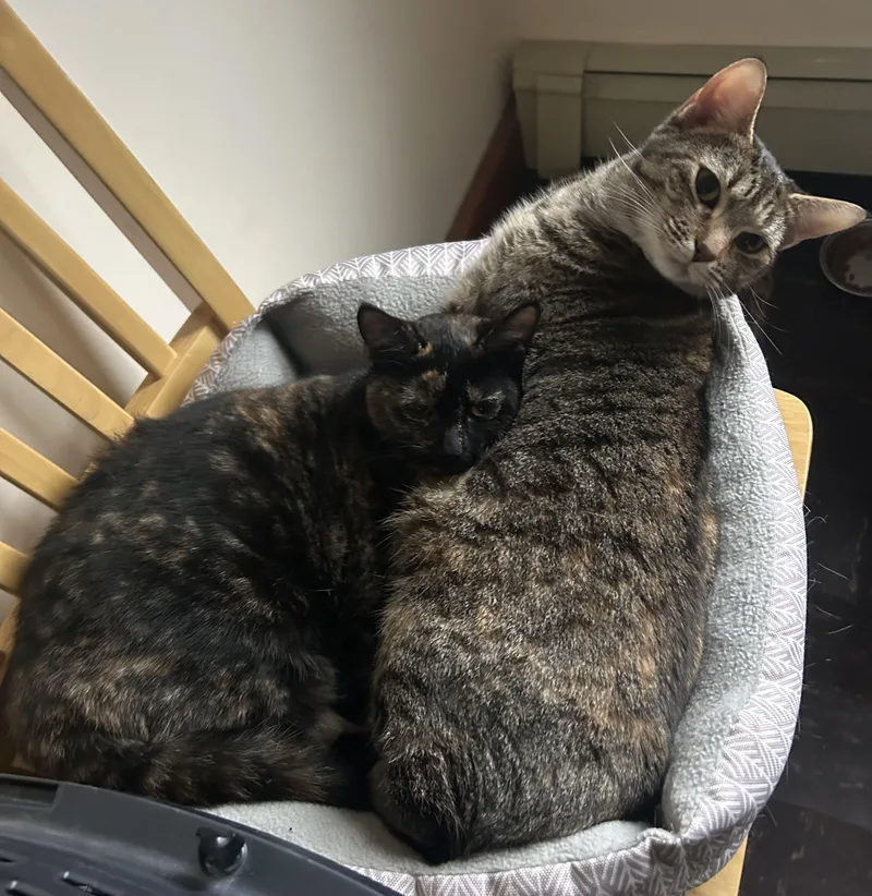 Sorbet & Cannoli thumbnail 5