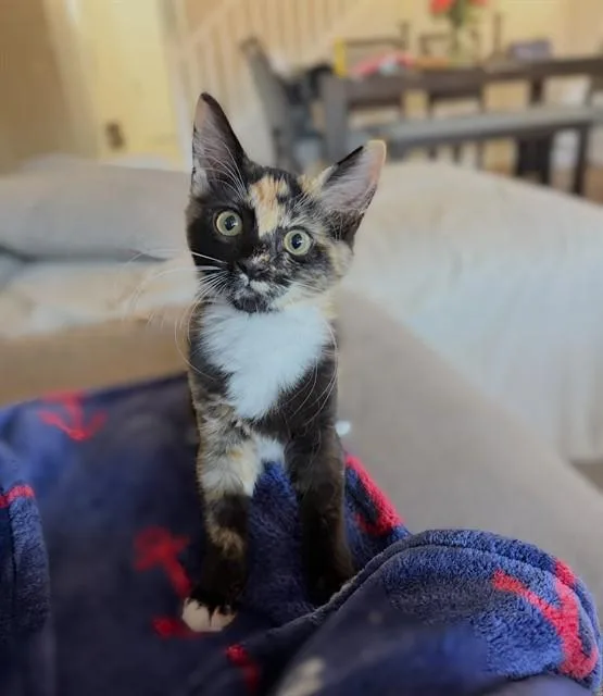 A baby small-sized female Domestic Short Hair cat named Karen for adoption in Sacramento, CA