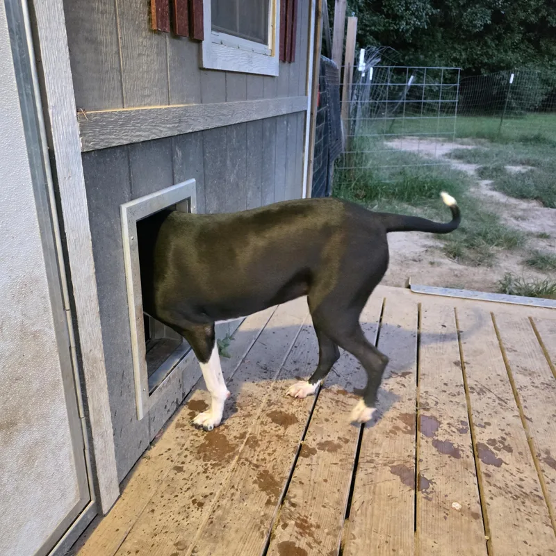 A young large-sized female Black Great Dane dog named Sadie for adoption in Warren, RI