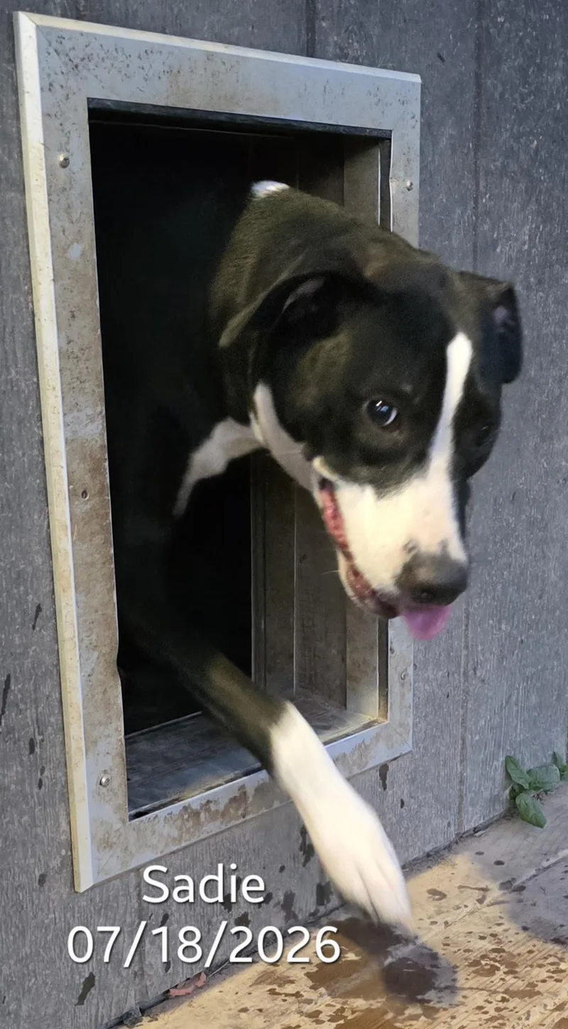 Sadie thumbnail 2