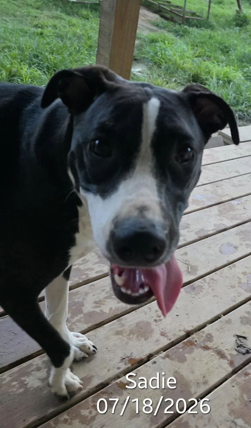 Sadie thumbnail 3