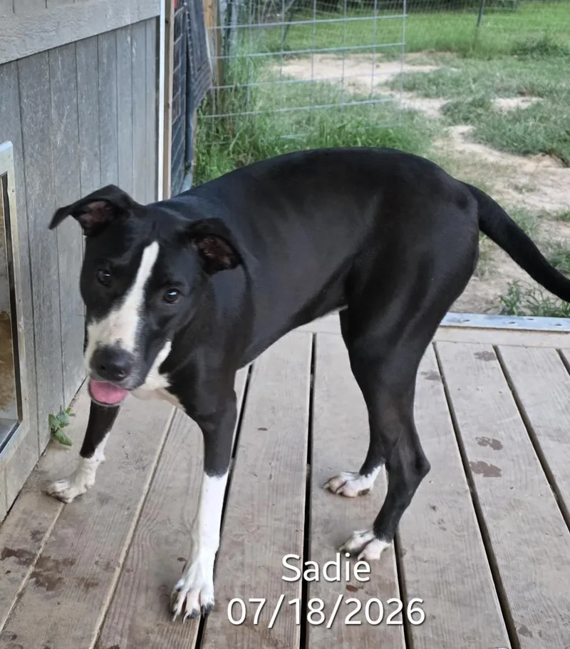 Sadie thumbnail 5